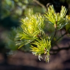 M&auml;dchenkiefer / Pinus parviflora Glauca